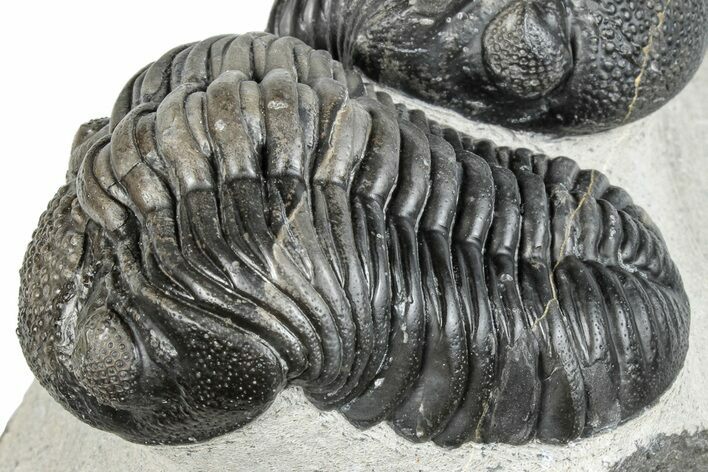 Pedinopariops Trilobite With Partial - Mrakib, Morocco #287719